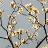 Dogwood Blossoms