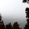 Forest east of Bend