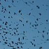 Vaux Swifts