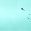 Flock of Birds over Golden Gate