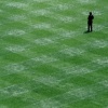 Umpire