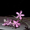 Mayflowers