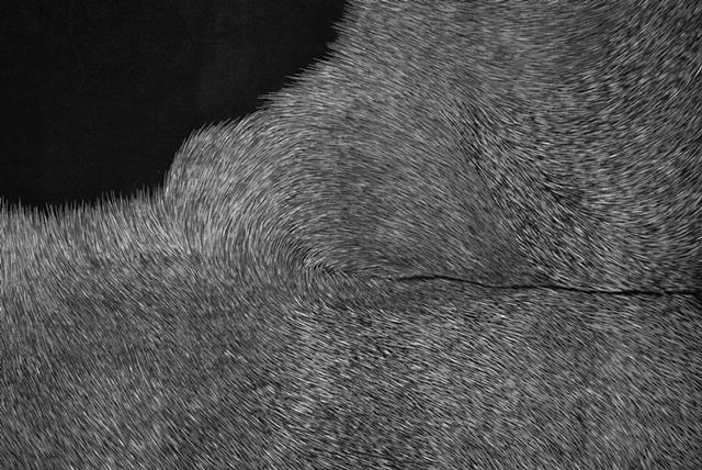 Splash Image