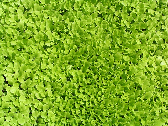 Splash Image